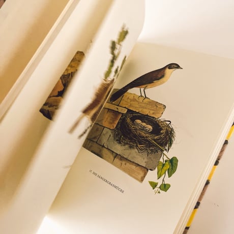 ドイツ　インゼル文庫「Vögel und Nester」No.100（鳥と巣の図鑑）