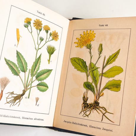 ドイツ　Sturm’s Flora von Deuchland 14 (1904)　植物図鑑