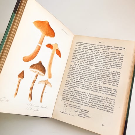 ドイツ　きのこ図鑑　Krytogamen-Flora, Band III, Pilze 2. Teil, 2. Abteilung (Thomé, Migula 1912)