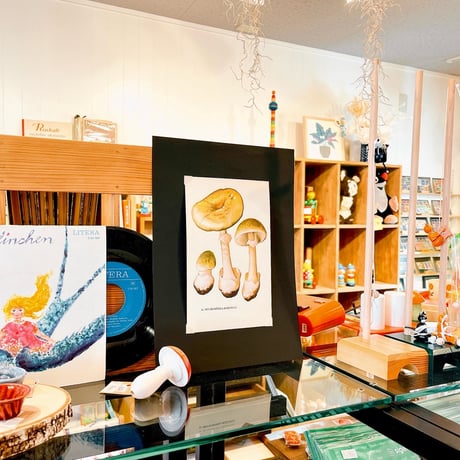 チェコスロバキア　きのこ　博物画　A5両面印刷　1964年　P.91,92