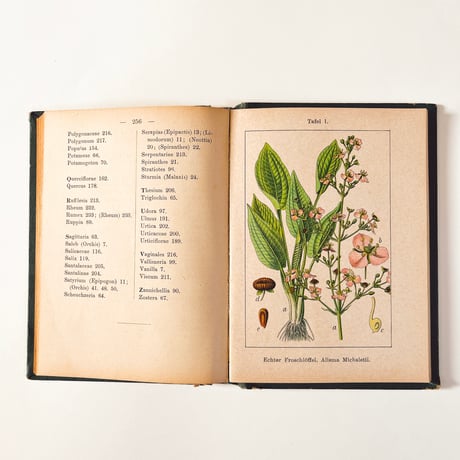 ドイツ　Sturm’s Flora von Deuchland 4 (1904)　植物図鑑