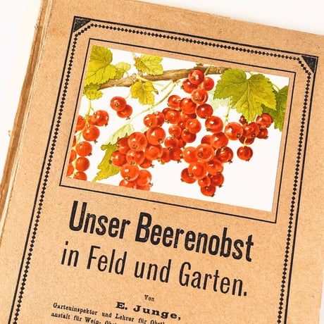 ドイツ　Unser Beerenobst in Feld und Garten　1919年　植物図鑑