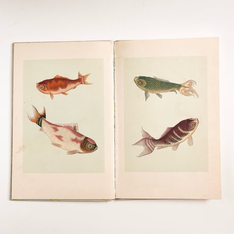ドイツ　インゼル文庫「Der kleine Goldfischteich」 No.255（金魚図鑑）1934年