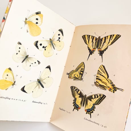ドイツ　インゼル文庫「Das kleine Schmetterlingsbuch」No.213 （蝶の図鑑）1937年