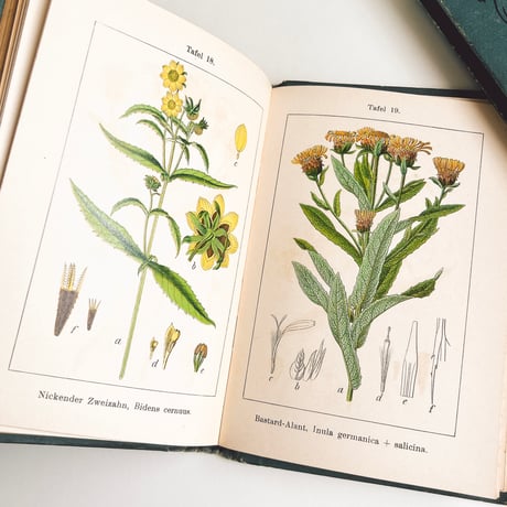 ドイツ　Sturm’s Flora von Deuchland 13 (1904)　植物図鑑