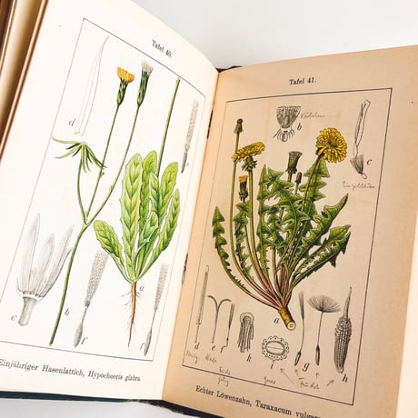 ドイツ　Sturm’s Flora von Deuchland 14 (1904)　植物図鑑