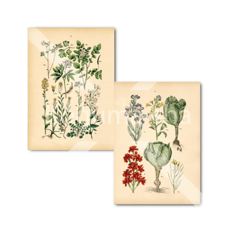 ドイツ　アンティーク植物イラスト1
