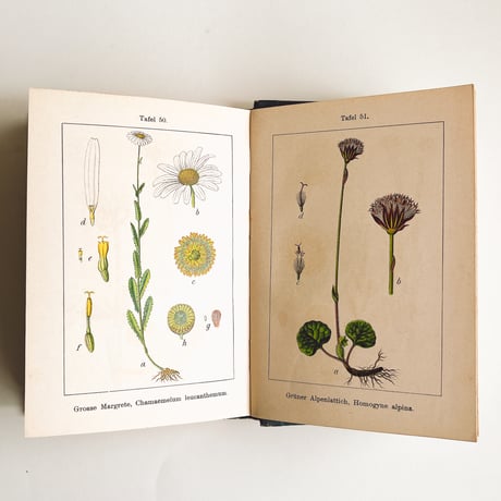 ドイツ　Sturm’s Flora von Deuchland 13 (1904)　植物図鑑