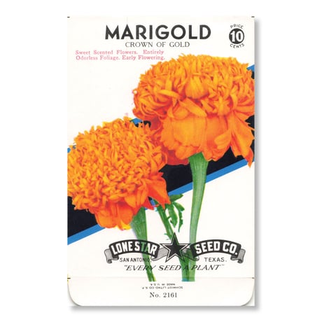 シードパケット　種袋　アメリカ　Marigold - Crown of Gold
