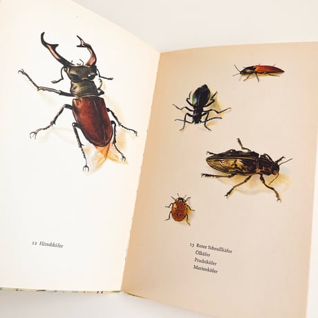 ドイツ　インゼル文庫「Insektenbuch」No.725 （昆虫図鑑)　1961年