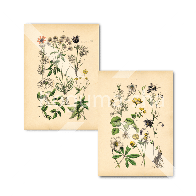 ドイツ アンティーク植物イラスト1 | こぐま舎