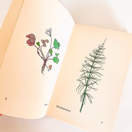 ドイツ　インゼル文庫「Das klein Buch der Blumenbuch」No.281（野の花図鑑）1938年