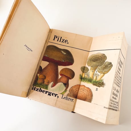 ドイツ　きのこ図鑑　Unsere häufigeren eßbaren Pilze | Unsere verbreiteten giftigen Pilze (1889)