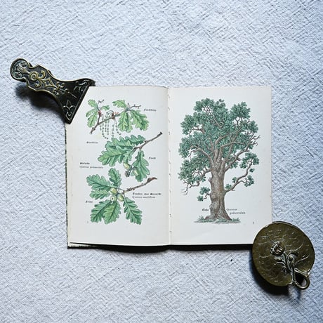 ドイツ　インゼル文庫「Das kleine Baumbuch」No.316 （樹木図鑑）1938年