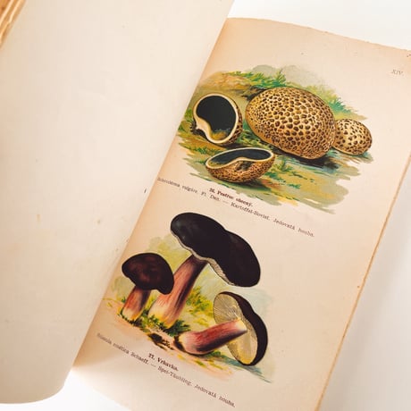 チェコスロバキア　きのこ図鑑　Prírodopis Hub (1930s)