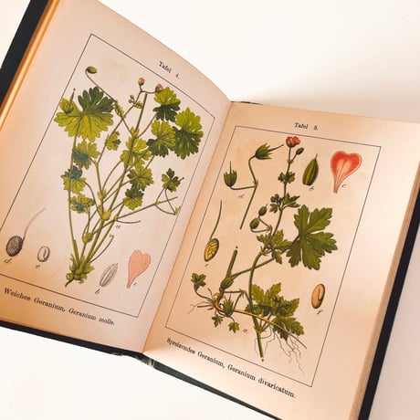 ドイツ　Sturm’s Flora von Deuchland 7 (1904)　植物図鑑