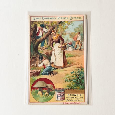 リービッヒ　トレーディングカード - 1897 - Pilze, Schweiz: Steinpilz [5] (No. 1113)