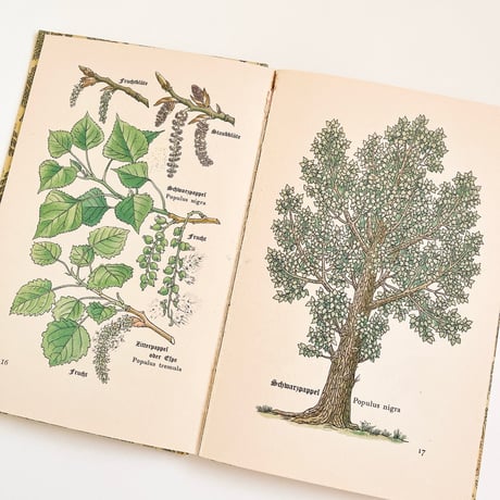 ドイツ　インゼル文庫「Das kleine Baumbuch」No.316 （樹木図鑑）1938年