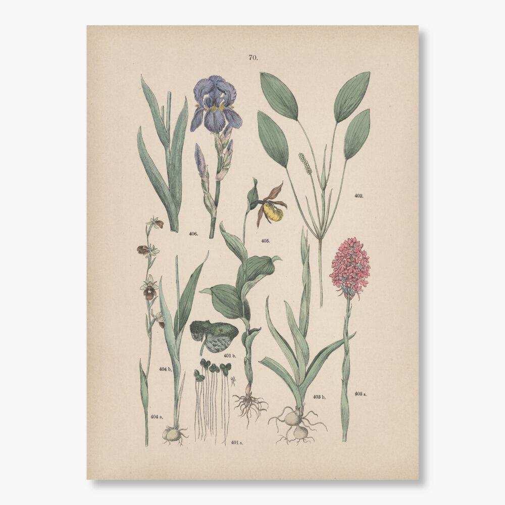 ドイツ 植物博物画 1884年 70ページ | こぐま舎 ドイツ 植物博物画 1884年 70ページ | こぐま舎