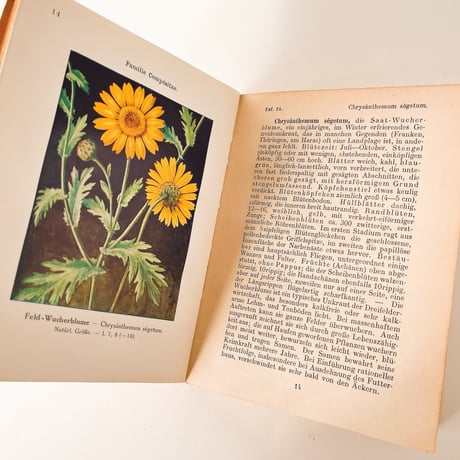 ドイツ　Unsere Unkräuter (1913)