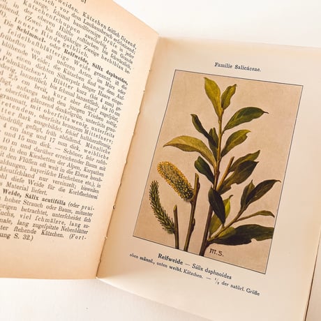 ドイツ　Unsere Waldbäume und Sträucher (1910)