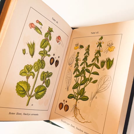 ドイツ　Sturm’s Flora von Deuchland 11 (1904)　植物図鑑