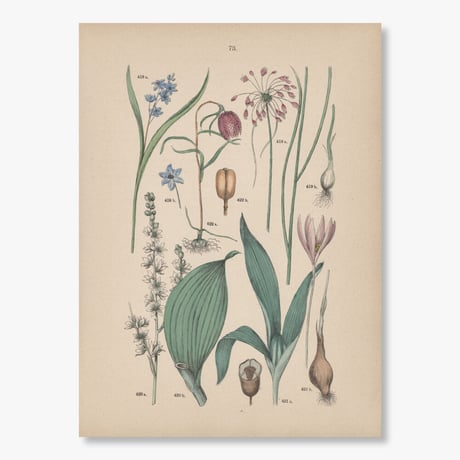 菌類博物図鑑　1958年（ドイツ）図版、 179枚のボタニカルアートBOX 菌類博物図鑑 1958年（ドイツ）図版、 179枚のボタニカルアート