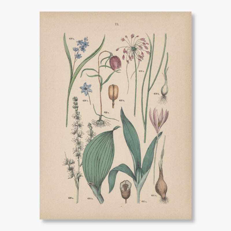 ドイツ 植物博物画 1884年 73ページ | こぐま舎