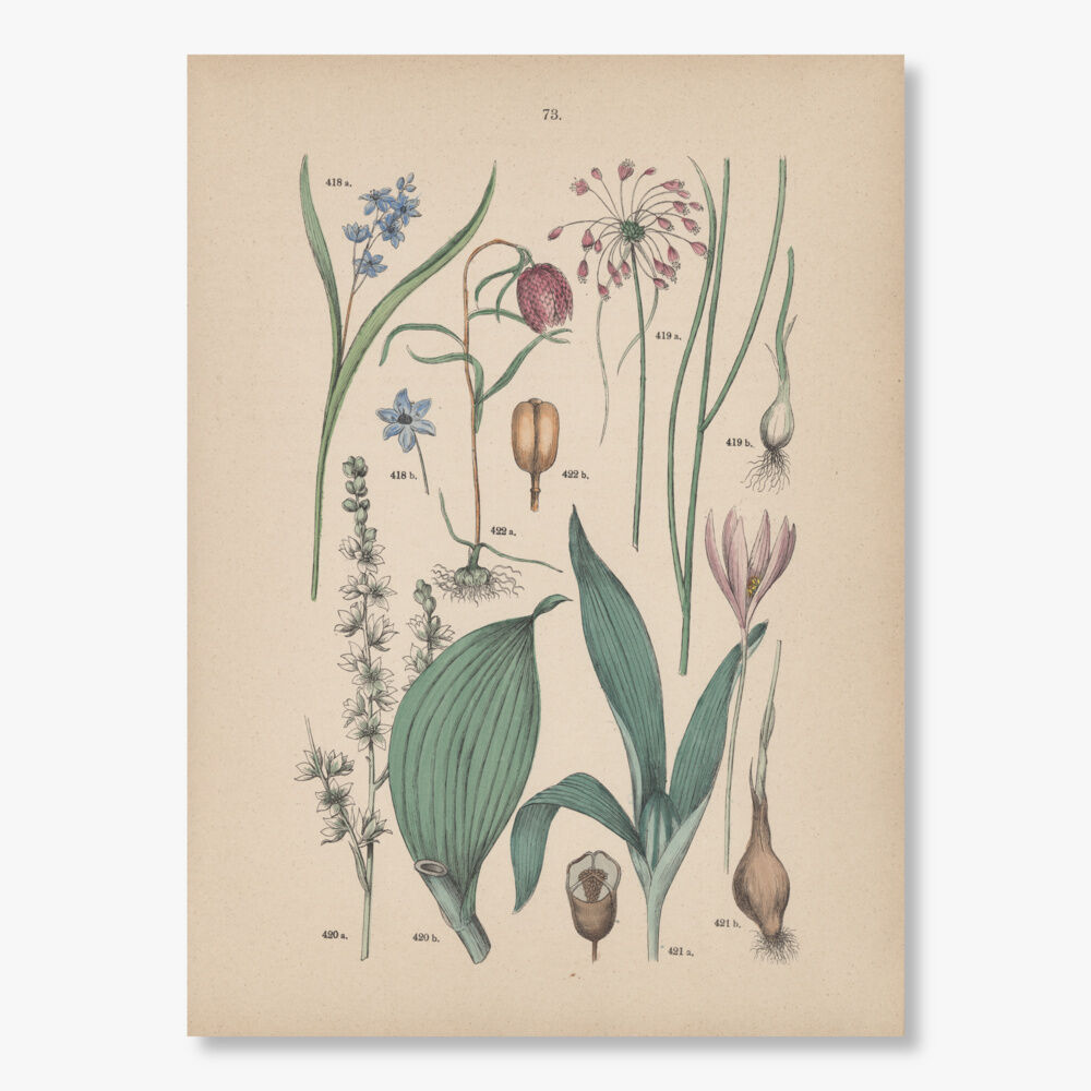 ドイツ 植物博物画 1884年 73ページ | こぐま舎