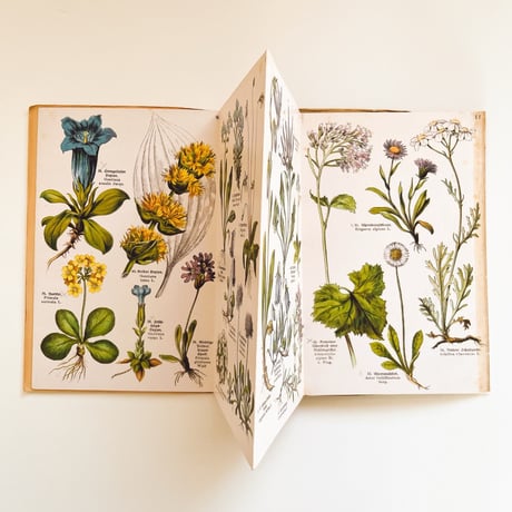 ドイツ　植物図鑑　Schreibers Kleiner Atlas der Alpenpflanzen, 1934