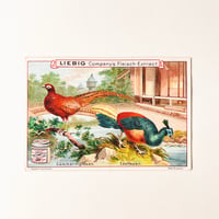 リービッヒ　トレーディングカード　LIEBIG TRADE CARDS　鳥05