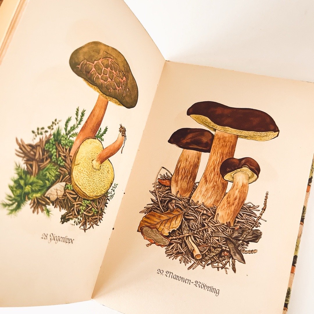 ドイツ インゼル文庫「Das kleine Pilzbuch」No.503（きのこ図鑑） 19