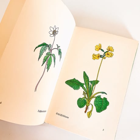 ドイツ　インゼル文庫「Das klein Buch der Blumenbuch」No.281（野の花図鑑）1938年