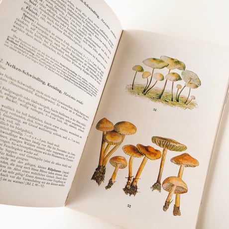 東ドイツ　きのこ図鑑　Taschenbuch für Pilzfreunde　1964年