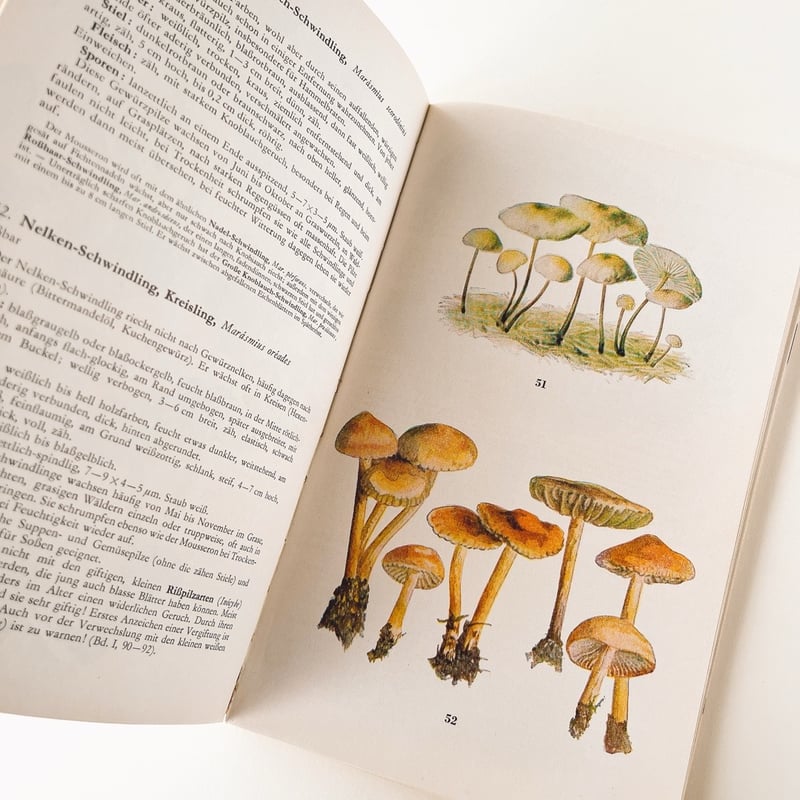 東ドイツ きのこ図鑑 Taschenbuch für Pilzfreunde 1964年 |