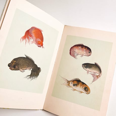 ドイツ　インゼル文庫「Der kleine Goldfischteich」 No.255（金魚図鑑）1934年