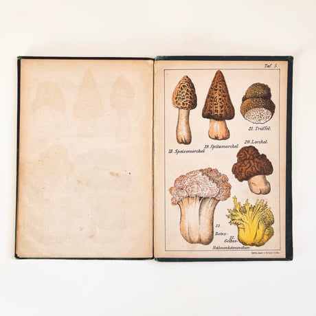 ドイツ　きのこ図鑑　Unsere essbaren Schwämme (1883)