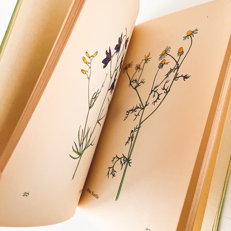 洋書　植物図鑑　ドイツ　花　BLUMEN IN WALD UND FLUR 洋書 植物図鑑 ドイツ 花 BLUMEN IN WALD UND FLUR 洋書 植物図鑑