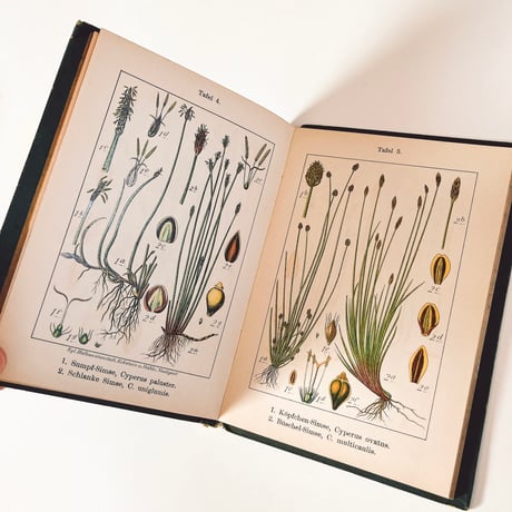 ドイツ　Sturm’s Flora von Deuchland 2 (1904)　植物図鑑