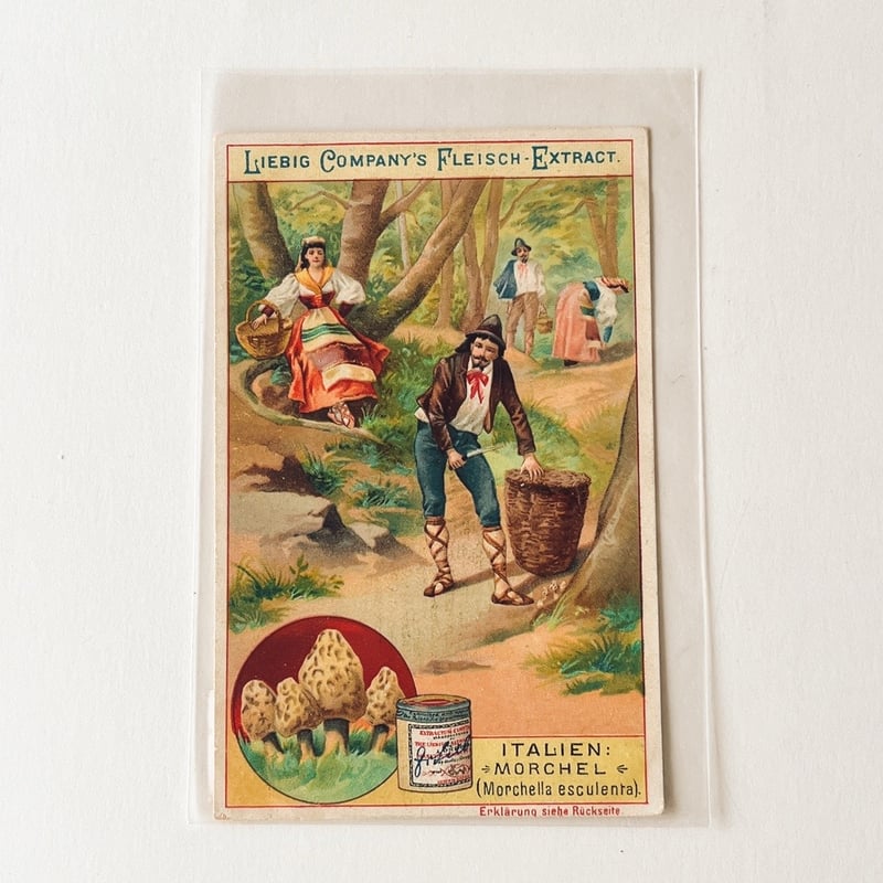 リービッヒ トレーディングカード - 1897 - Pilze, Italien: Morch