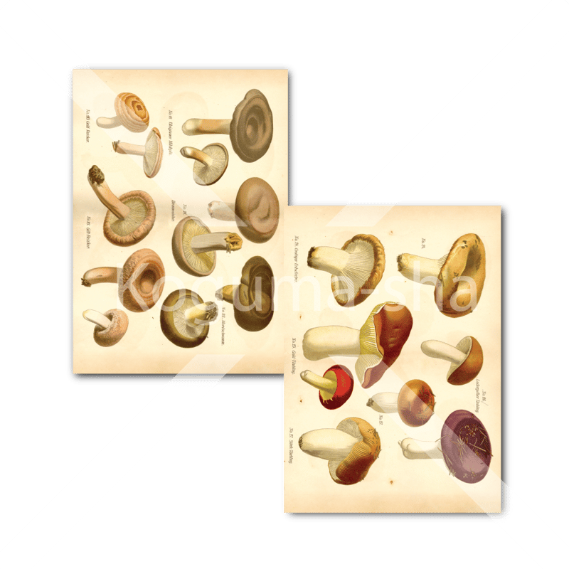 ドイツ　アンティーク　小人　キノコ ドイツ アンティークきのこイラスト2 | こぐま舎