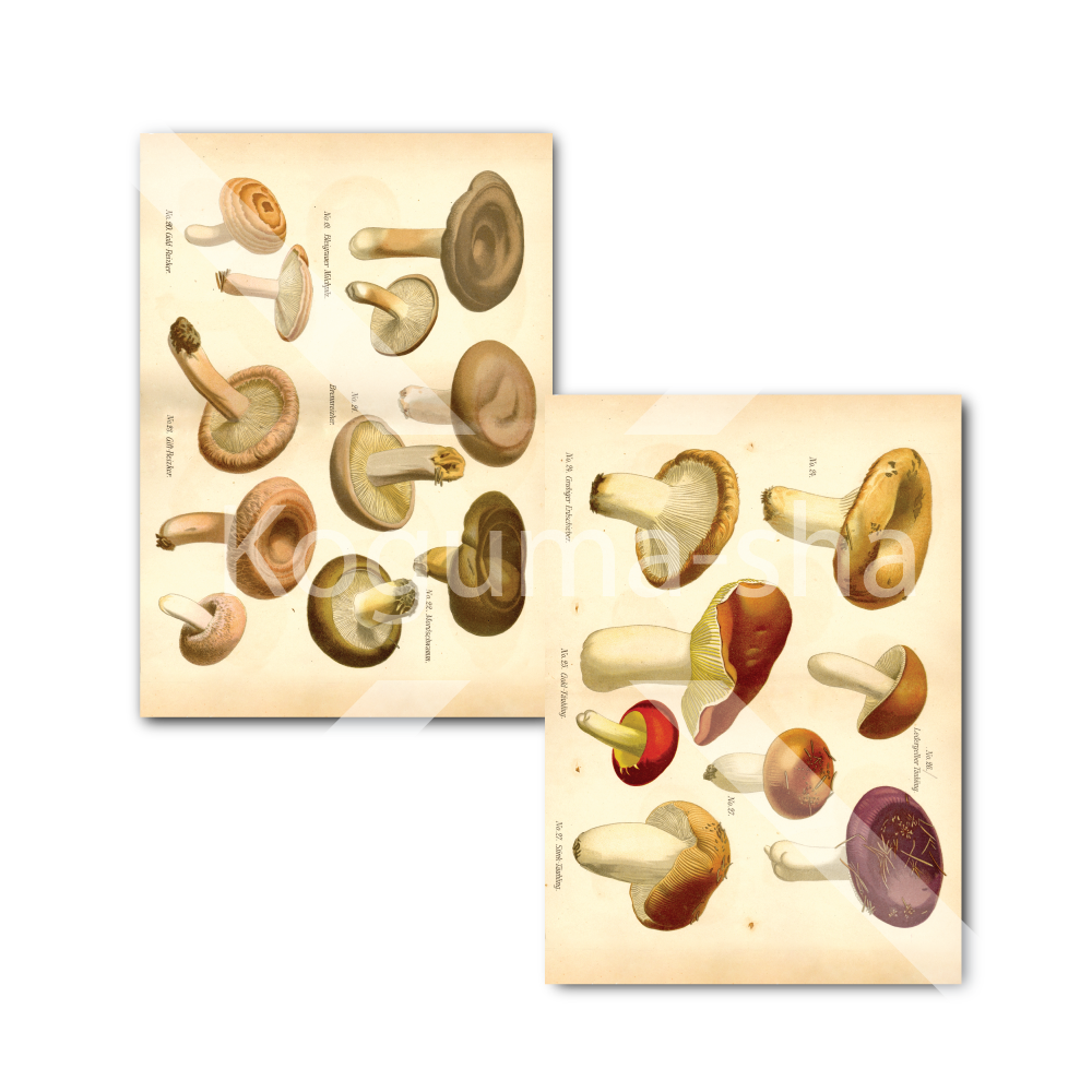 ドイツ アンティークきのこイラスト2 | こぐま舎