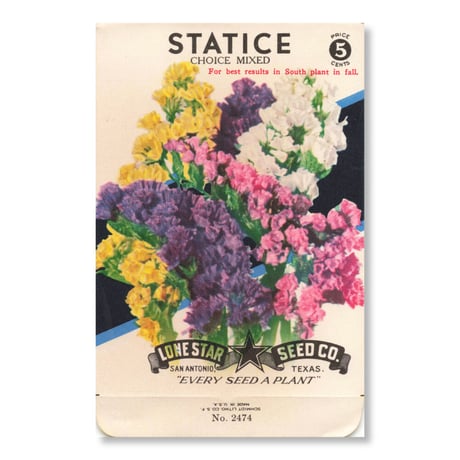 シードパケット　種袋　アメリカ　Statice - Choice Mixed