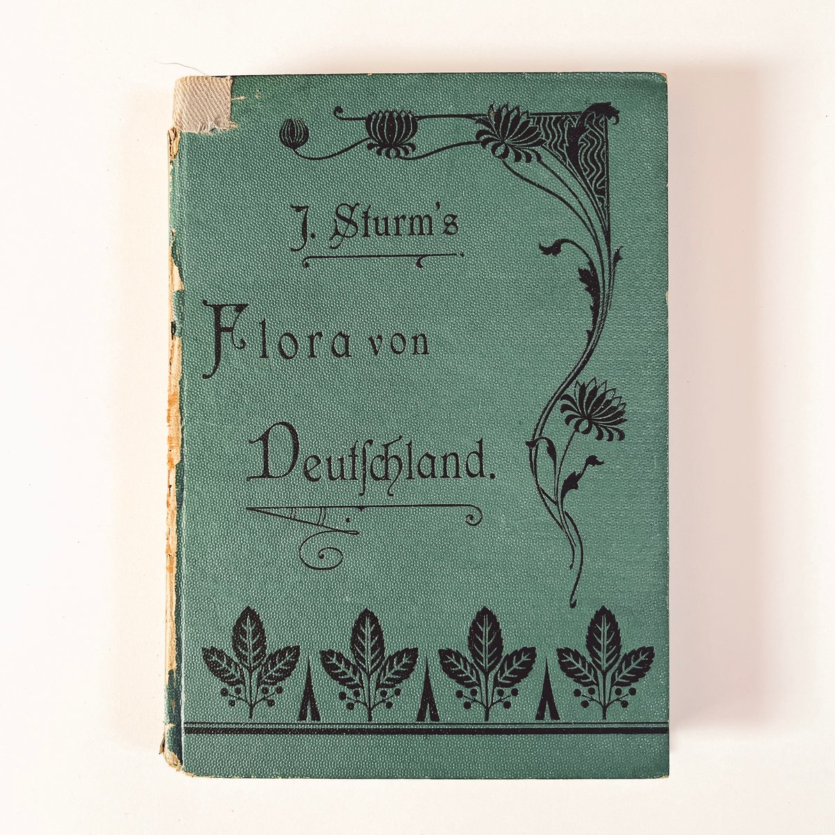 ドイツ Sturm's Flora von Deuchland 3 (1904) 植物図鑑 |