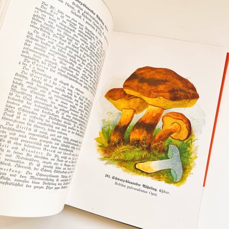 ドイツ　きのこ図鑑　Führer für Pilzfreunde 3 (1926)