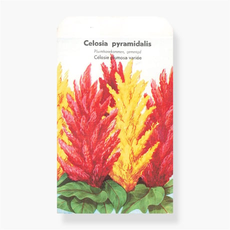 シードパケット　種袋　オランダ　Celosia pyramidalis