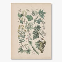 ドイツ　植物博物画　1884年　11ページ