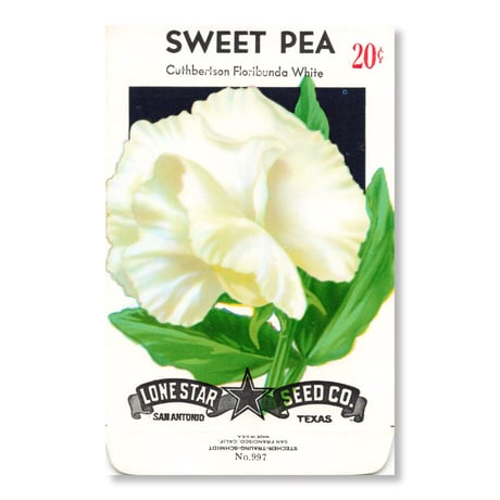 シードパケット　種袋　アメリカ　Sweet Pea - Cuthbertson Floribunda White