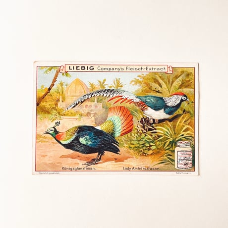 リービッヒ　トレーディングカード　LIEBIG TRADE CARDS　鳥06