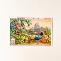 リービッヒ　トレーディングカード　LIEBIG TRADE CARDS　鳥01